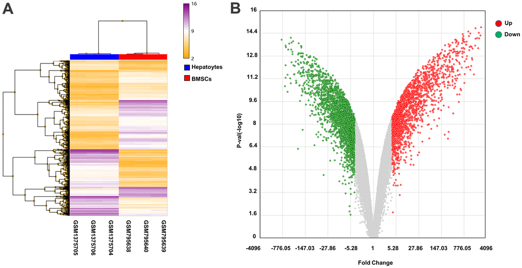 Heat map and volcano plot analysis of DEGs. (A) Heat map of DEGs. The abscissa shows the clustering of samples: GSM795638, GSM795639, and GSM795640 are BMSCs samples, and GSM1375704, GSM1375705, and GSM1375706 are hepatocyte samples. The right vertical axis indicates the clustering of genes in the two samples. The main body of the heat map contains genes, with purple and yellow lines denoting upregulated and downregulated genes, respectively. (B) Volcano plot of DEGs. The red and green dots represent upregulated and downregulated genes, respectively, in hepatocytes samples.