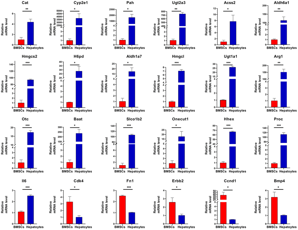 RT-qPCR validation. The expression of twenty-four hub genes was assessed. The hub genes are Cat, Cyp2e1, Pah, Ugt2a3, Acss2, Aldh6a1, Hmgcs2, H6pd, Aldh1a7, Hmgcl, Ugt1a1, Arg1, Otc, Baat, Slco1b2, Onecut1, Hhex, Proc, Il6,Cdk4, Fn1, Erbb2, Ccnd1, and Bmp4. Significance is shown by *P