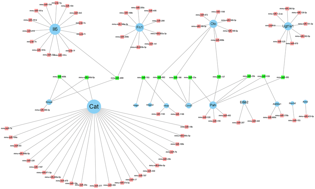 Regulatory network of hub genes and its related miRNAs. Cytoscape v. 3.8.2 software was used to visualize the relationship between genes and their targeted miRNAs. The blue circle nodes denote the genes, and the pink square nodes denote the miRNAs. MiRNAs targeting at least two genes are shown in green.