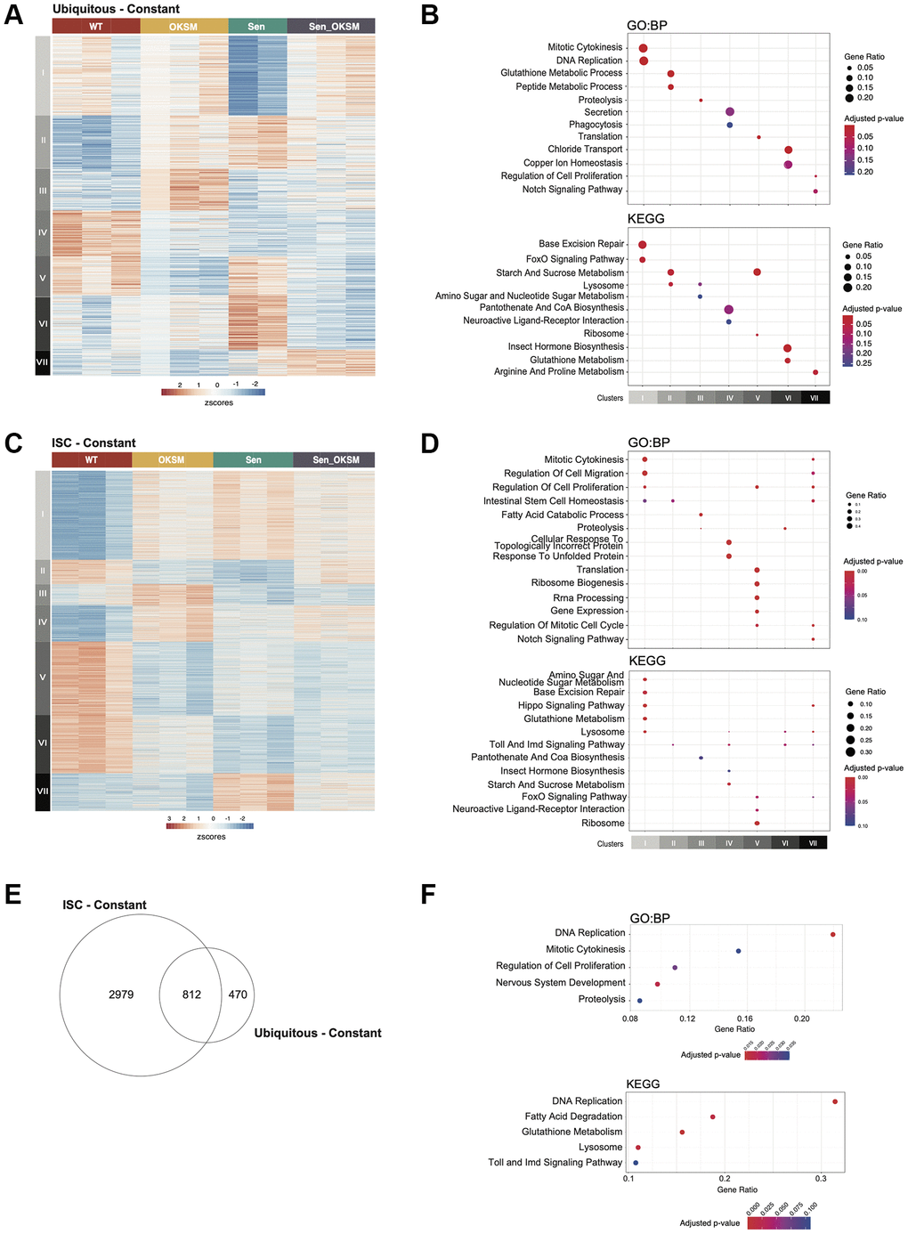 Gene expression changes in the Drosophila gut in Sen, OKSM and combination treatment. (A) Heatmap of gene expression in ubiquitous expression experiments with armGal4; tubGal80ts > UAS-TdTomato (WT), armGal4; tubGal80ts > UAS-OKSM (OKSM), armGal4; tubGal80ts > UAS-Sen (Sen) and armGal4; tubGal80ts > UAS-Sen; UAS-OKSM (OKSM-Sen) dissected midguts showing seven clusters with differing expression patterns across the four conditions. (B) Gene Ontology and KEGG Pathway Enrichment analysis of ubiquitous expression highlighting key signaling and metabolic pathways associated with the individual clusters (FDR C) Heatmap of gene expression changes in stem cell only expression experiments with esgGal4; tubGal80ts > UAS-TdTomato (WT), esgGal4; tubGal80ts > UAS-OKSM (OKSM), esgGal4; tubGal80ts > UAS-Sen (Sen) and esgGal4; tubGal80ts > UAS-Sen; UAS-OKSM (OKSM-Sen) dissected midguts again showing seven clusters with differing expression patterns across the four conditions. (D) Gene Ontology and KEGG Pathway Enrichment analysis of ISC only highlighting key signaling and metabolic pathways associated with the individual clusters (FDR E) Venn diagram showing overlap in genes from ubiquitous and ISC-restricted expression. (F) Gene Ontology and KEGG Pathway Enrichment analysis of the major pathways affected in both models.