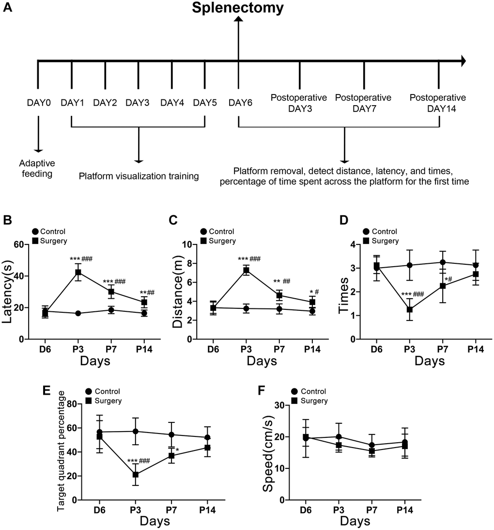 Timeline diagram of the Morris Behavior Test. (A) Morris water maze testing of aging mice 3, 7, and 14 days after splenectomy. (B) The time that the aging mice reach the platform for the first time. (C) The distance taken by the aging mice to reach the platform for the first time. (D) The number of times the platform was crossed in 60 s. (E) The percentage of the total time for the aging mice to cross the target quadrant. (F) There was no significant difference in swimming speed at each time point (P > 0.05). The data are presented as mean ± SEM. *P #P 