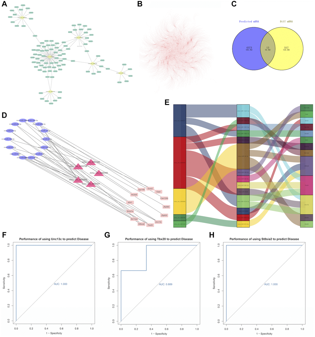 (A) Relationship between circRNA and miRNA. The yellow dots represent circRNAs and the green dots represent miRNAs. (B) miRNA-mRNA relationship pairs. (C) A Venn diagram, in which the purple circle represents 4386 predicted mRNAs, and the yellow circle represents 530 differentially expressed mRNAs in the experiment. Visualization of the ceRNA network. (D) The red triangle in the middle represents circRNA, the blue ellipse on the left represents miRNA, and the pink rectangle on the right represents mRNA. (E) Use the ggalluvial package for mapping, the longer the box, the more pairs of action relationships. (F) ROC curve for Unc13c, (G) ROC curve for Tbx20, and (H) ROC curve for St8sia2. The larger the area under the curve, the higher the AUC value and the better the prediction efficiency of disease.