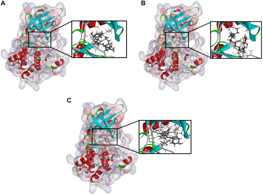 Schematic drawing of interactions between ligands and TNIK. The surface of binding areas were added. Blue represents positive charge; red represents negative charge; and ligands were shown in sticks, with the structure around the ligand-receptor junction shown in thinner sticks. (A) ZINC000040976869-TNIK complex. (B) ZINC000008214460-TNIK complex. (C) NCB-0846-TNIK complex.