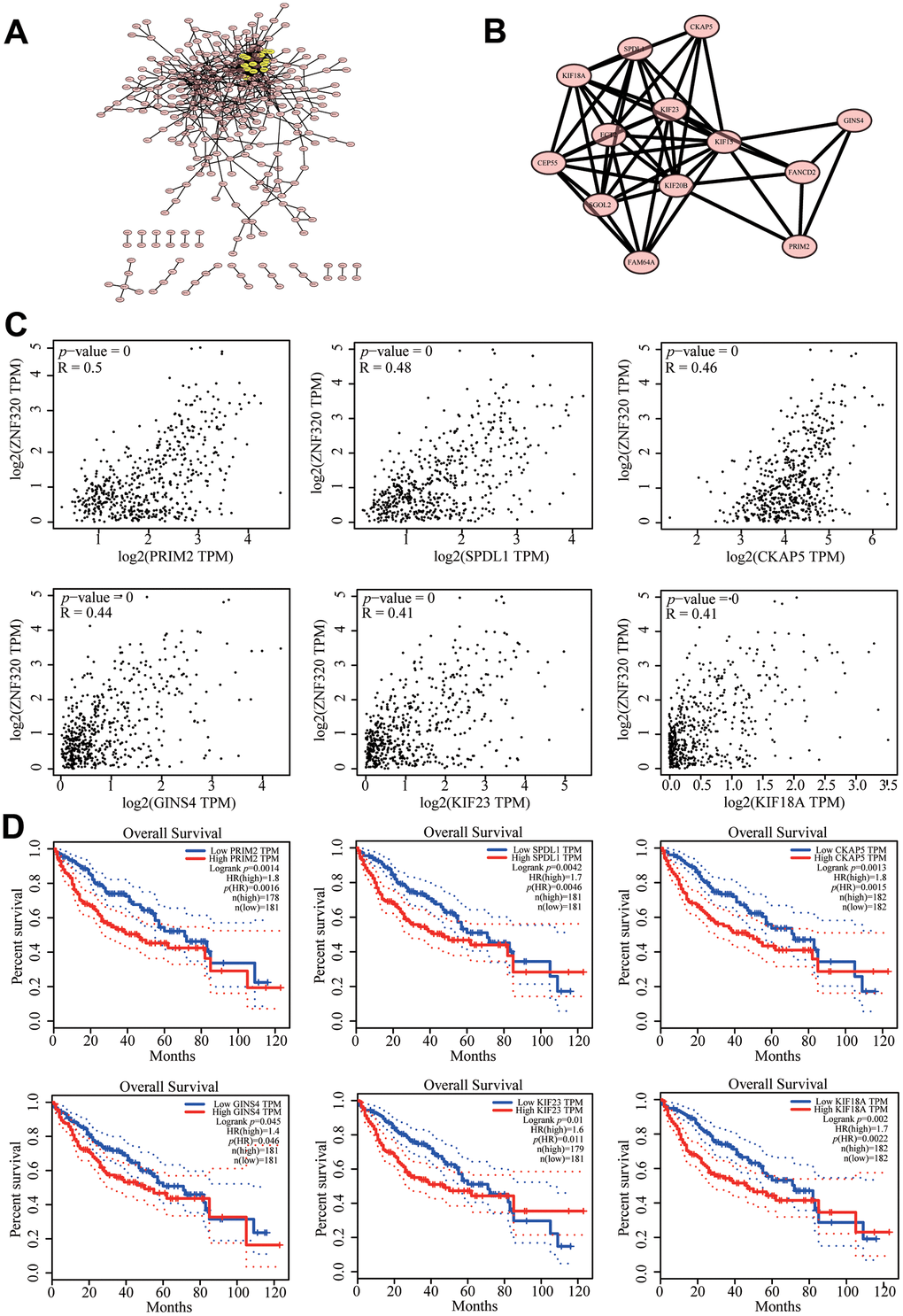 Protein–protein interaction network of related genes (Top200) and analysis of hub genes in HCC. (A) Protein–protein interaction (PPI) network (B) MCODE analysis (C) Correlation between ZNF320 and the mRNA expression of SPDL1, KIF18A, PRIM2, GINS4, KIF23, CKAP5 in HCC determined using GEPIA (D) Prognosis analysis of correlational genes.