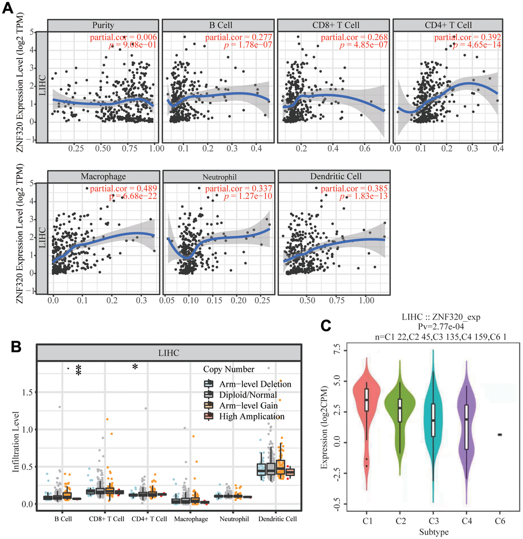 Correlations of ZNF320 expression with immune infiltration level in HCC (TIMER). (A) ZNF320 expression is positively related to tumor purity, infiltrating levels of CD8 +T cells, CD4 + T cells, macrophages, neutrophils and dendritic cells in HCC. (B) ZNF320 CNV affects the infiltrating levels of CD8 + T cells, macrophages, and dendritic cells in HCC. *P C) Distribution of ZNF320 expression across immune subtypes in LIHC (TISIDB). The different color plots represent the five immune subtypes (C1: wound healing; C2: IFN-gamma dominant; C3: inflammatory; C4: lymphocyte-depleted and C6: TGF-b dominant).