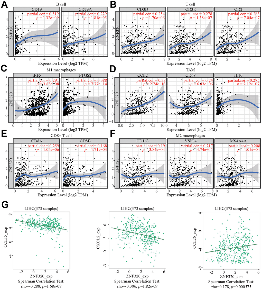 ZNF320 expression correlates with marker sets of immune cells in HCC. The association between the expression levels of ZNF320 and B cell (A), T cell (B), M1 macrophages (C), TAM (D), CD8+T cell (E), and M2 macrophages (F) using TIMER. (G) The association between the expression levels of ZNF320 and the HCC-related chemokines.