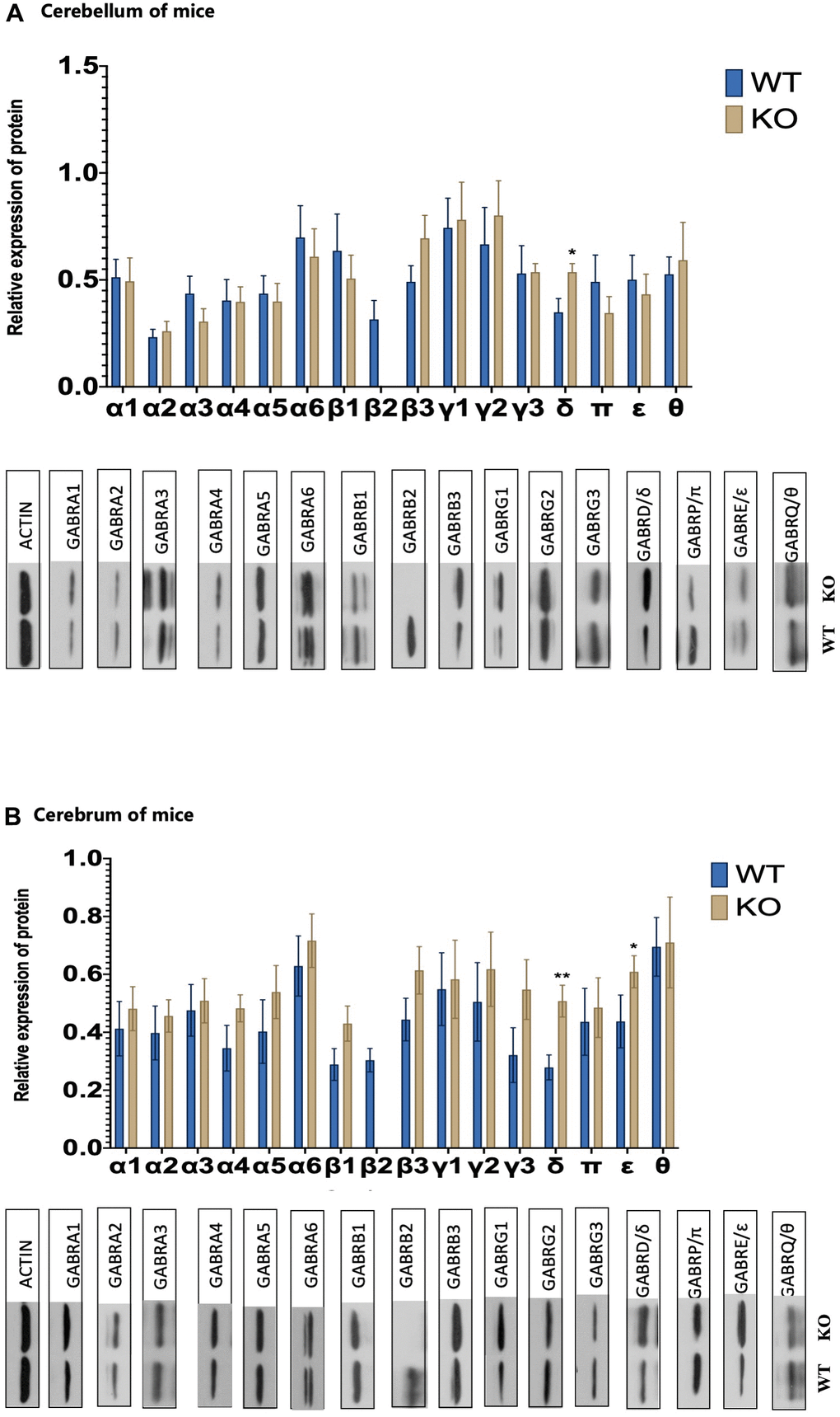 GABAAR receptor subunits changes. (A) The levels of protein expression for 16 different GABA A receptor subunits of WT and KO mouse in the cerebrum (WT male =8, KO male= 8). (B) The levels of protein expression for 16 different GABA A receptor subunits of WT and KO mouse in the cerebellum (WT male =8, KO male=8). Statistical analysis was performed using one-way ANOVA with Newman–Keuls post-hoc test. Average y values ± SEM in the different plots are represented by horizontal bars. *p 