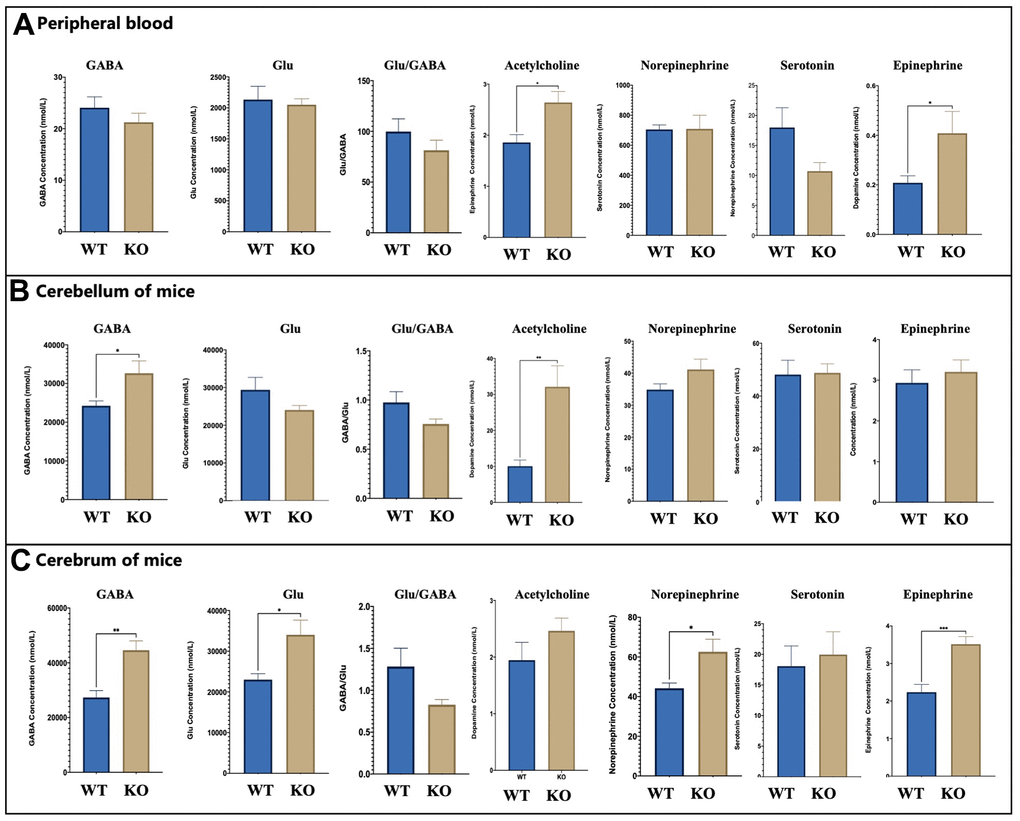 Neurotransmitters changes. (A) The level of key neurotransmitters in vivo of WT and KO mouse (WT male =8, KO male= 8). (B) The levels of WT and KO mouse in the cerebrum (WT male =8, KO male= 8). (C) The levels of neurotransmitters of WT and KO mouse in the cerebellum (WT male =8, KO male= 8). The levels of GABA, Glu Statistical analysis was performed using one-way ANOVA with Newman–Keuls post-hoc test. Average y values ± SEM in the different plots are represented by horizontal bars. *p 