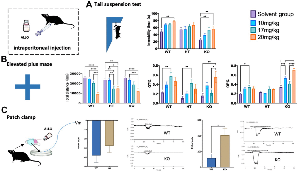 Changes of KO behavioral phenotypes by ALLO. The behaviors of WT, HT, or KO mice administered with 10 mg/kg, 17 mg/kg, 20 mg/kg ALLO i.p was compared with that of control mice administered with saline. (A) Tail suspension test showing immobility time of mice suspended by the tail to a horizontal bar (WT male: saline=12, 10 mg/kg=12, 17 mg/kg=12, 20 mg/kg=12; HT male: saline= 12,10 mg/kg=11, 17 mg/kg=12, 20 mg/kg=12; KO male: saline=11,10 mg/kg=12, 17 mg/kg=11 20 mg/kg=10). (B) Elevated plus maze showing percentile entries and time into open arms (WT male: saline=12, 10 mg/kg=12, 17 mg/kg=12, 20 mg/kg=10; HT male: saline= 12,10 mg/kg=11, 17 mg/kg=12, 20 mg/kg=11; KO male: saline=12,10 mg/kg=12, 17 mg/kg=12, 20 mg/kg=12). (C) Patch clamp showing changes of GABAA receptor current in mouse cortical neurons under ALLO intervention between WT male mice and KO male mice (WT male =6, HT male=6, KO male=6). Statistical analysis was performed using one-way ANOVA with Newman–Keuls post-hoc test. Average y values ± SEM in the different plots is represented by horizontal bars. *p 