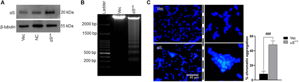 αS overexpression and toxicity. (A) SH-SY5Y neuroblastoma cells were transfected by human αS plasmid. (B) SH-SY5Y cells were transiently transfected by αS, and post-transfection incubated for an additional 24 h and subjected to test cell viability by DNA laddering and nucleic staining by DAPI (C) where the whitish inclusions (cropped) indicated apoptotic cells with nuclear pyknosis; the pyknosis rate (% chromatin aggregation) was calculated by the scoring percent of cells with nuclear pyknosis in total DAPI-stained cells (scale bar = 40 μm). ###p +/+.