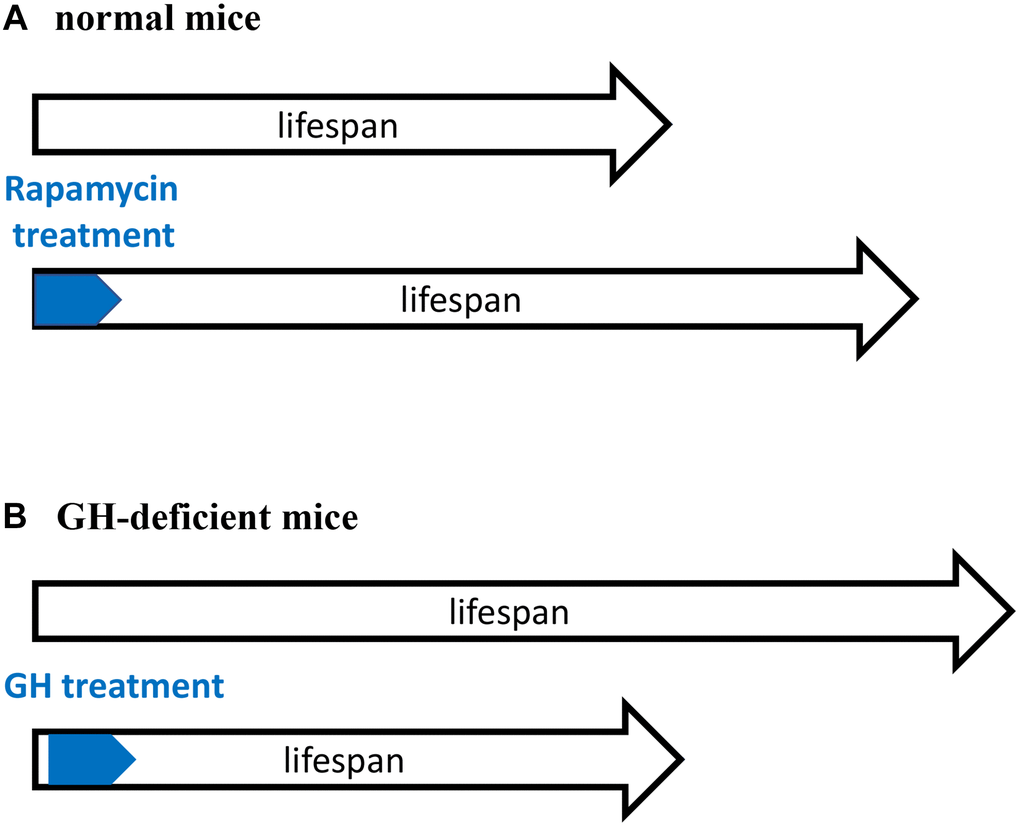 Critical time window for reprograming of aging by inhibiting developmental growth. (A) Treatment with rapamycin immediately after birth extended lifespan of normal mice. (B) Treatment with GH immediately after birth shortened lifespan of GH-deficient mice. GH-deficient mice have low activity of mTORC1. A and B are mirror images showing the same phenomenon.
