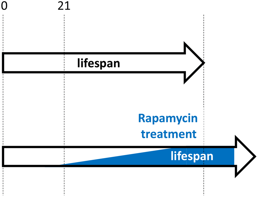 Hypothetical rapamycin treatment in humans for maximal longevity. Started early in post-development (for example, at 21 yo), low doses of rapamycin decelerate progression of pre-diseases (slow aging). Side effects are more undesirable at younger ages and doses should be low. Doses are gradually increased, to avoid rapamycin adaptation and to maximize therapeutic potential.
