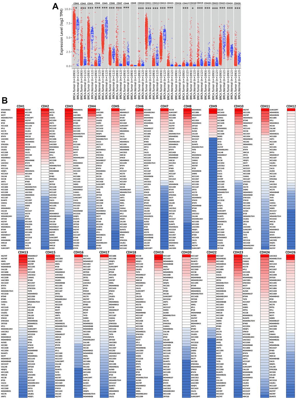 Expression levels of cadherin (CDH) gene family members in breast invasive carcinoma (BRCA). (A) In the TIMER database, a box plot shows transcripts of CDH gene family members in normal and breast cancer tissues. The Wilcoxon test was used to determine statistical significance; * ppB) Expression levels of CDH gene family members in breast cancer cell lines are represented by a heatmap (CCLE). We used data from the CCLE database to generate mRNA expression values, which were then ranked. In CCLE, red denotes overexpression (top column), and blue denotes under-expression (bottom column).