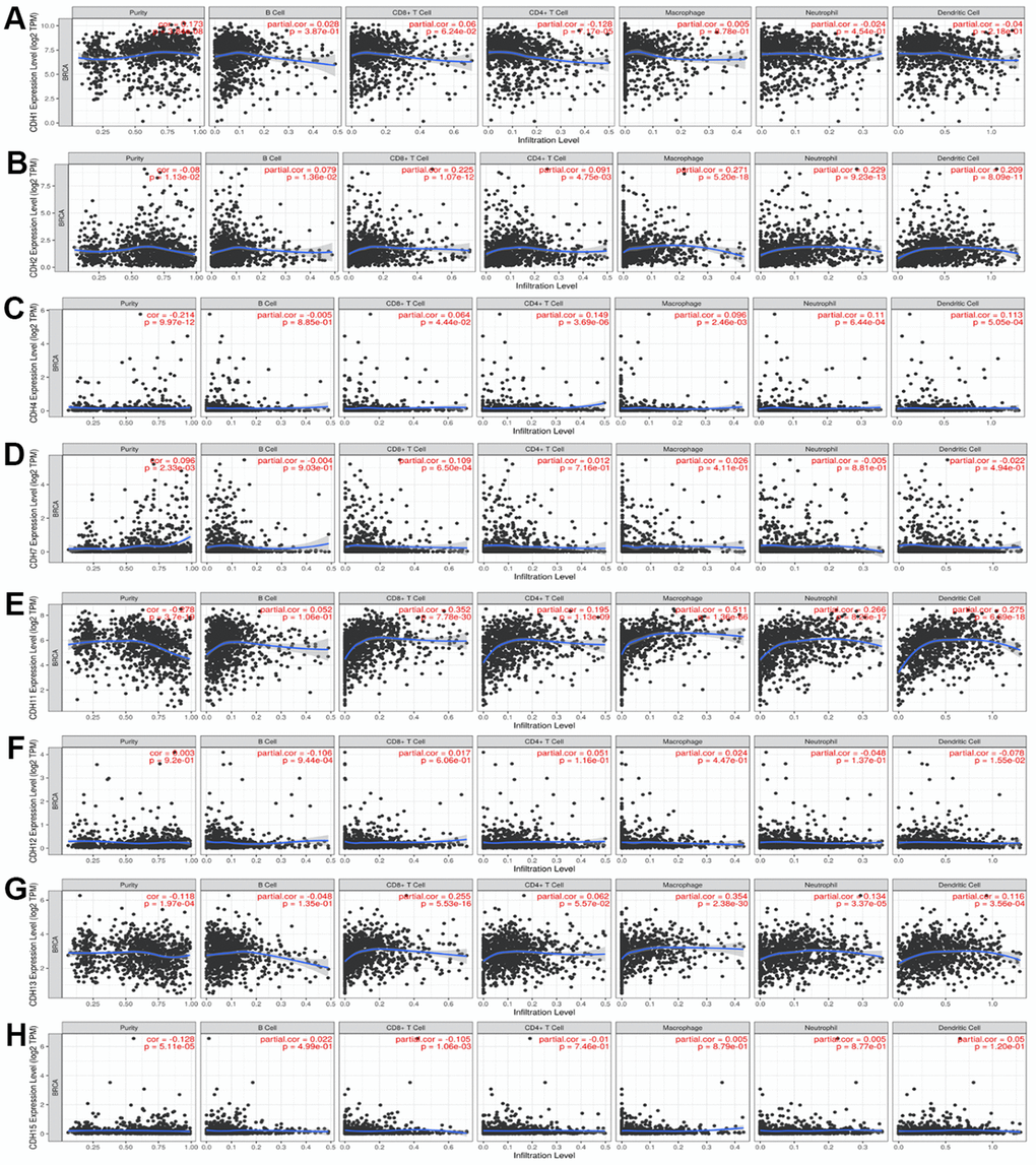 (A–H) Correlations between differentially expressed cadherin 1 (CDH1)/2/4/7/11/12/13/15 genes and immune cell infiltration in breast cancer. The figure showed that CDH1 (A); CDH2 (B); CDH4 (C); CDH7 (D); CDH11 (E); CDH12 (F); CDH13 (G); CDH15 (H) gene expressions were associated with tumor purity and tumor-infiltrating immune cell markers, such as cluster of differentiation 8-positive (CD8+) T cells, B cells, CD4+ T cells, neutrophils, macrophages, and dendritic cells. Spearman correlations were applied to describe correlations between the CDH1/2/4/7/11/12/13/15 genes and the abovementioned immune cells (p