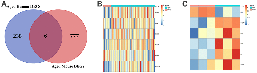 Common age-associated DEGs in COPD. (A) A Venn diagram of DEGs of patients with COPD patients and COPD model mice. (B) Heatmap of the six core genes in young and aged COPD patients. (C) Heatmap of the six core genes in young and aged COPD model mice. DEGs, differently expressed genes; COPD, chronic obstructive pulmonary disease.