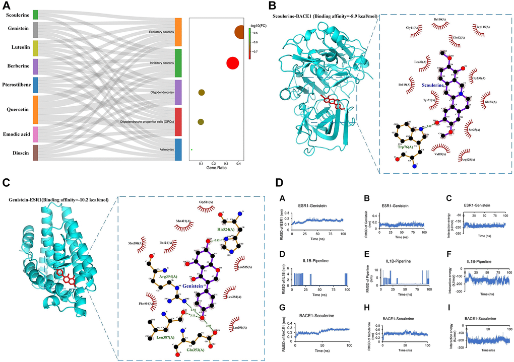 The identification of candidate drugs and validation of identified drugs. (A) Sankey plot showcasing the association of 8 natural products from CMap with their target subtype cells of single-cell RNA-seq dataset of 81,271 genes. The dot plot showed the gene ratio of each subtype cell targeted by natural products (p B) Scoulerine; (C) Genistein) with the highest drug-likeness scores (Table 1) with docking patterns of target proteins (B) BACE1, (C) ESR1, respectively) according to the lowest binding affinities. The binding affinities (−8.9 kcal/mol and -10.2 kcal/mol, respectively) and binding residues are presented in the Figure. The binding affinity of less than −7 kcal/mol represents a strong binding between the bioactive product and the target protein. (D) The molecular dynamics results included RMSD of protein and small molecular and the interaction energy between the protein and small molecular.