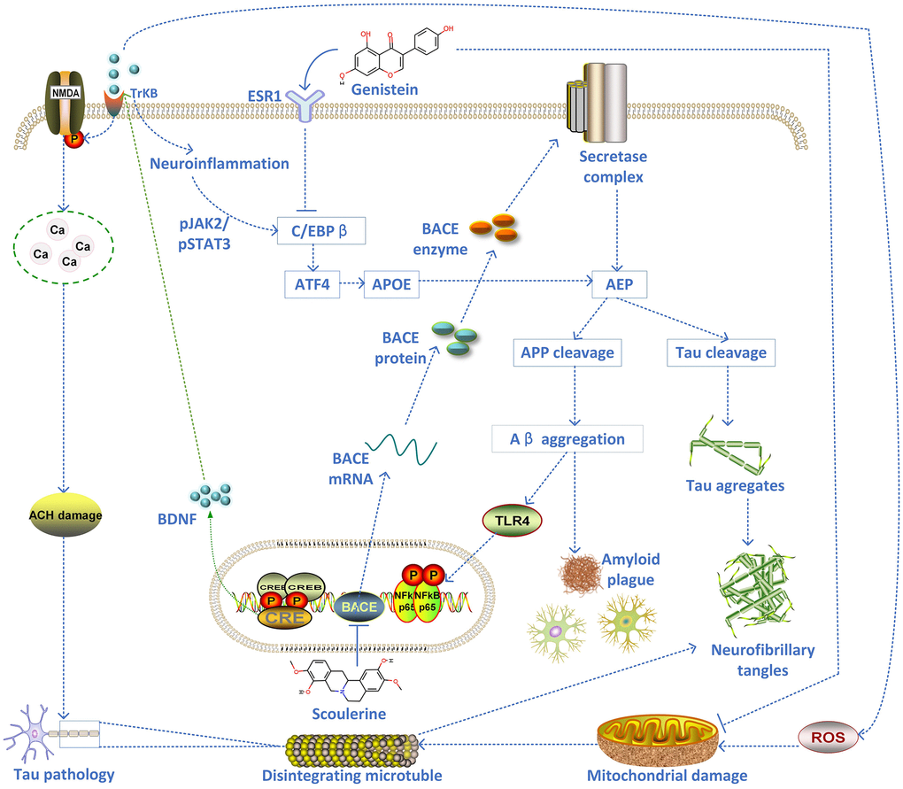 The schematic diagram of the proposed mechanism of two inhibitors of AD pathology (scoulerine and genistein).