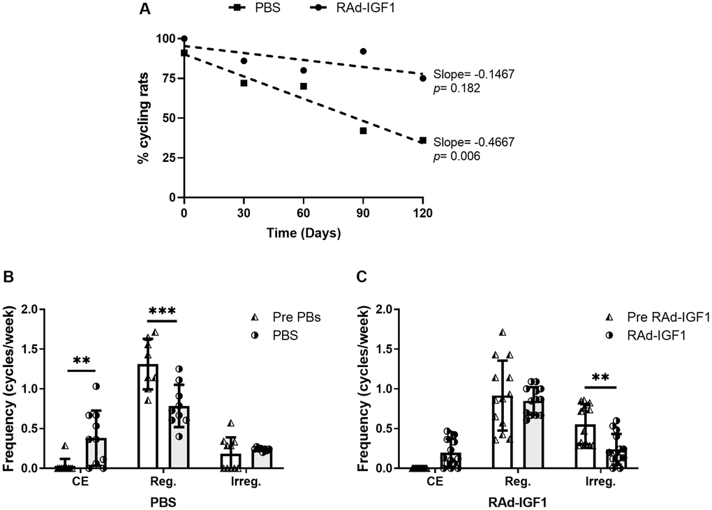 IGF1 gene therapy effect on cyclicality status in MA female rats. (A) IGF1 gene therapy effect on the proportion of cycling rats. Significant (p B and C) IGF1 gene therapy effect on the frequency of cycles. Rats had their vaginal cytology assessed daily from day −30 to 120. The frequencies were calculated as the number of cycles per week for the pretreatment period (day −30 to 0) and the treatment period (day 0 to 120). Abbreviations: CE: Constant Estrus (5 days of Estrus); Reg: Regular (1 day of Proestrus, 1 day of Estrus, 2–3 days of Metestrus/Diestrus); Irreg: Irregular. Error bars represent SD (NRAd-IGF1 = 13; NPBS = 9). ANOVA followed by the Bonferroni's multiple comparisons test was used. Asterisks indicate significant (**p ***p Figure 1B post hoc power (1-β) analysis: 0.907 (Factor A); 0.953 (Factor B). Figure 1C post hoc power (1-β) analysis: 0. 985 (Factor A); 0. 994 (Factor B).