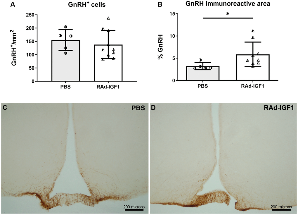 IGF1 gene therapy effect on the GnRH immunopositive cells. (A) Quantification of GnRH immunopositive cells (NRAd-IGF1 = 10; NPBS = 5). (B). GnRH immunopositive fiber density measured by immunoreactive area (NRAd-IGF1 = 9; NPBS = 5). Error bars represent SD. Two-tailed t-test (A) or Mann Whitney test (B) was used. Asterisks indicate significant (**p C and D) Immunohistochemistry for GnRH of control (PBS) and experimental (RAd-IGF1) rat’s brain slides. Total magnification of 100× (scale bars: 200 microns).