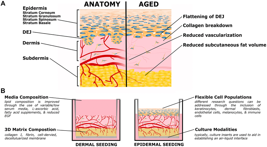 Organotypic models of skin aging. (A) Simplified skin anatomy and aging phenotypes. Skin can be separated into epidermal, dermal, and hypodermal layers. The epidermis is composed of Stratum Basale, Spinosum, Granulosum, and Corneum, composed of increasingly differentiated epidermal cells. The dermal-epidermal junction (DEJ) connects the basement membrane of the Stratum Basale to the upper (papillary) dermis, and is characterized by small dermal extensions (or papilla) into the epidermis. The DEJ flattens with age. The dermis is a collagen rich tissue supported by dermal fibroblasts. The subdermis (or hypodermis) is an important adipose compartment that contributes to overall metabolic function; this tends to thin with age. Both the dermis and subdermis are highly vascularized, important for thermal regulation; in age vascularization is reduced. The above schematic is simplified to focus on the level of current organotypic models, nerves, melanocytes, immune cells, and other components of in vivo skin are not pictured. (B) Organotypic skin models, also referred to as Human Skin Equivalents (HSE), typically consist of a dermal/subdermal culture grown on a permeable culture support (left), followed by seeding and differentiation of epidermis at the air-liquid interface (ALI). Benefits of this style is the accessibility of the culture format, ready customization of the specific cell populations (both immortalized or primary, patient specific, or transgenic disease models), and customization of the matrix and media formulations.
