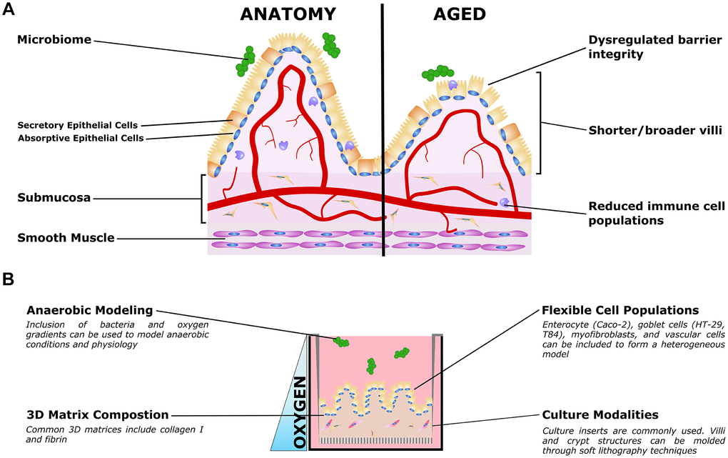 Organotypic models of gut aging. (A) Simplified gut anatomy and aging, focusing on the most commonly modeled components. A mixed epithelial population, described in the text, forms a simple cuboidal epithelial layer with both secretory and absorptive epithelium. A layer of mucus inside the gut lumen supports the host/microbiome interaction. The stroma underneath the epithelium, the submucosa, is host to nerves (not shown) blood vessels, fibroblasts, and immune cells important for gut function. Smooth muscle is required for gut peristalsis. In aging, the macrostructure of villi degrades, with villi becoming shorter and broader. Immune cell populations are disrupted, and reduced epithelial barrier integrity can lead to increased microbial infiltration into the submucosa and vasculature. (B) Organotypic models of the gut typically only model a small subset of these features, and are typically adapted to aspects that are relevant to specific questions. For example, epithelial and immune populations may be co-cultured to study intercellular interactions in a simple format. To study the influence of villous structures, soft lithography can be used to recreate the villi/crypt geometry. Microbiome co-cultures can be included, and microfluidic organ-on-a-chip models have been used to mimic the oxygen gradient from the vascularized submucosa to the anaerobic lumen.