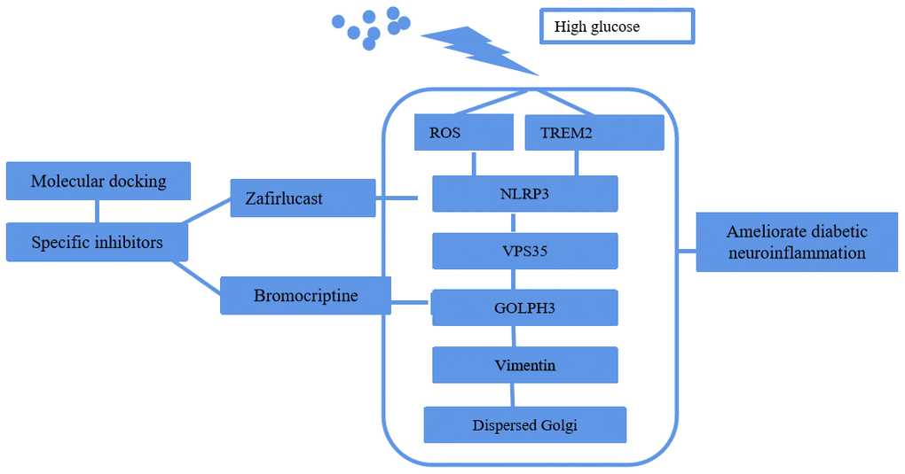 Schematic depiction of the molecular pathway of HG induced GA stress and the selection of specific inhibitors by molecular docking.