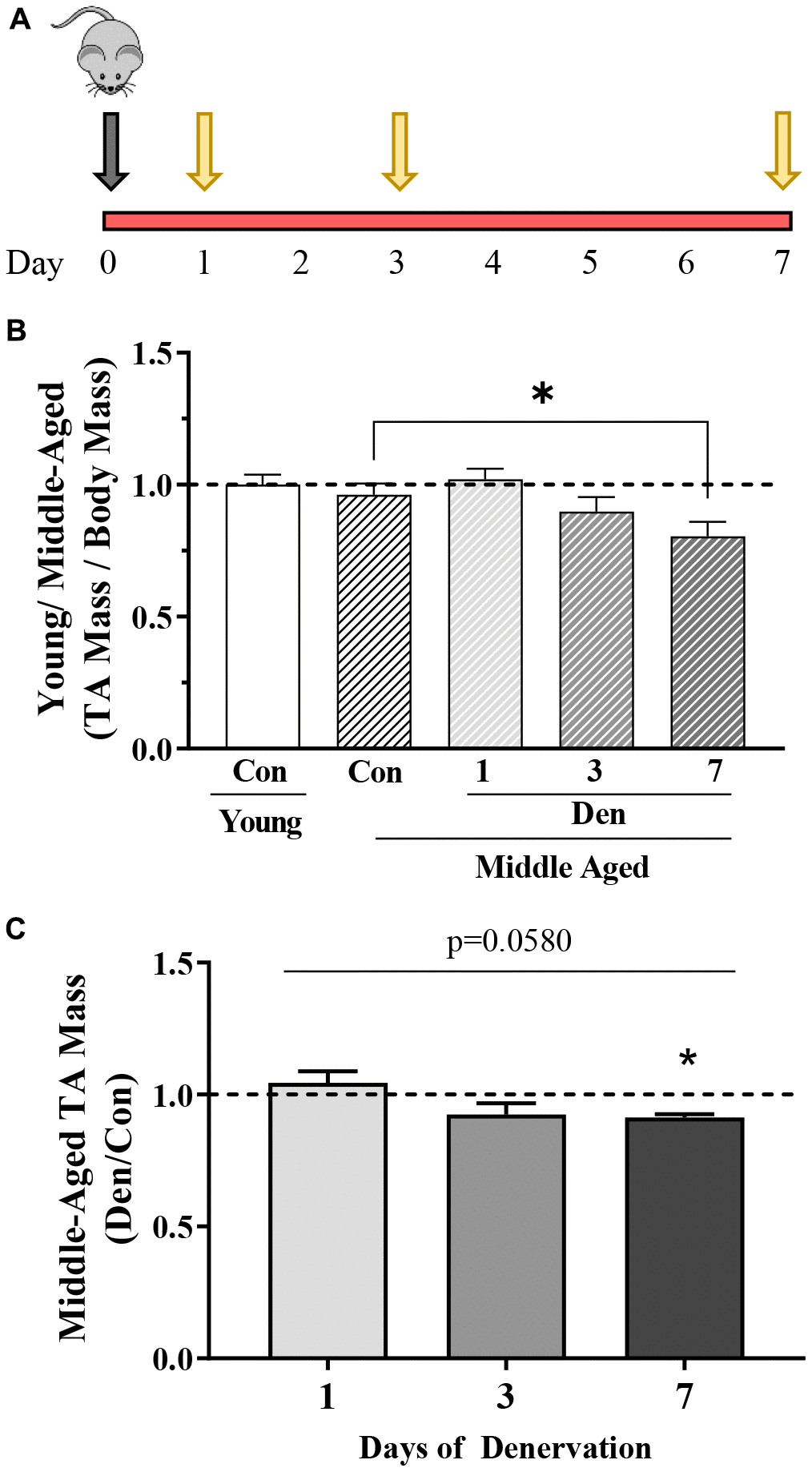 Overview of study design and changes in muscle mass with age in the absence and presence of 1, 3 or 7 days of denervation. (A) Schematic representation of the study design. Middle-aged mice (MA, ~15 months old) underwent unilateral sciatic denervation for 1, 3 or 7 days. Young mice (YC, ~5 months old) were used as an early adult control. (B) Tibialis anterior (TA) muscle mass corrected for body mass in young control, and middle-aged control and 1-, 3- or 7-day denervated limbs. (C) TA mass represented as fold of age-matched control. Values are means ± SEM. Main effects of den are represented on graph. *p