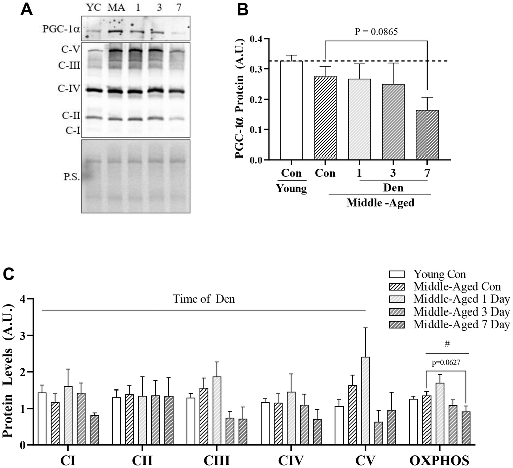 PCG-1α and mitochondrial protein content in young and middle-aged control and denervated skeletal muscle. (A) Representative western blot for PGC-1α and OXPHOS components. Quantification of (B) PGC-1α protein; and (C) OXPHOS components and total OXPHOS protein in skeletal muscle. All values were corrected to Ponceau stain (P.S.), and values are reported as means ± SEM, in A.U. Main effects of 2-way ANOVA are represented at p