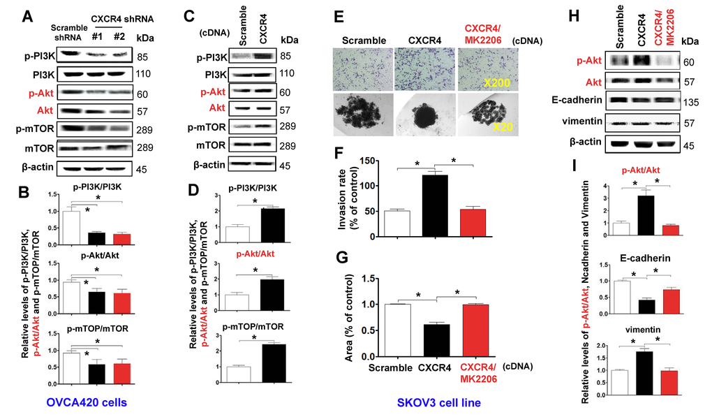 Characterizing the role of the PI3K/Akt/mTOR pathway in promoting CXCR4 overexpression-mediated ovarian cancer invasion, EMT, and CSC stemness. PI3K/Akt/mTOR pathway-related protein phosphorylated states indicated were analysed in both CXCR4 shRNA knockdowned-OVCA420 and CXCR4 overexpressed SKOV3 cells by WB with the indicated antibody against each protein, respectively (A, C). Band density ratios of phosphorylated-PI3K (p-PI3K), -Akt (p-Akt) and -mTOR to total-PI3K (PI3K), -Akt (Akt) and -mTOR (mTOR) were determined by densitometry analysis, respectively (B, D). Effects of MK-2206 on inhibiting SKOV3 cell invasion induced by CXCR4 overexpressing were analysed by a transwell tumour cell invasion assay (E, upper panel). Effects of MK-2206 on inhibiting SKOV3 cell spheroid formation capacity induced by CXCR4 overexpressing were analysed by a spheroid culture in hanging drops assay (E, lower panel), which were quantified by counting the total number of cells (invasion rate) from 10 random fields (magnification, 200X) (F), and the total spheroid hanging drop area (percentage of control) from the CXCR4-overexpressed SKOV3 culture cell experiments, respectively (G). Furthermore, effects of MK-2206 on inhibiting the expression of p-Akt, Akt, EMT-related proteins (E-cadherin, N-cadherin, vimentin and snail) in the CXCR4 overexpressed SKOV3 cells were analysed by WB with the indicated antibody against each protein examined (H). Band density ratios of p-Akt to Akt, E-cadherin, N-cadherin and vimentin to β-actin were determined by densitometry analysis, respectively (I). Data are presented as the mean ± SD of three independent experiments. Asterisk indicates Pt test. Please note that CSC related protein expression profiles in the CXCR4 overexpressed SKOV3 cell line in the presence or absence of MK-2206 treatment were described in the supplementary materials (Supplementary Figure 5).