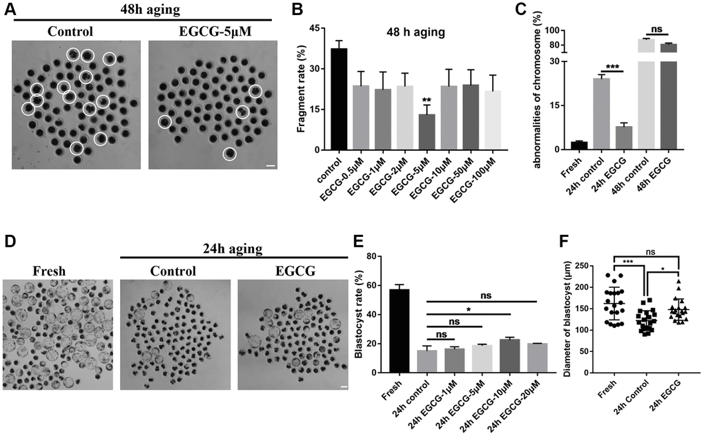 Epigallocatechin-3-gallate (EGCG) rescues aging-induced fragmentation of porcine oocytes. (A) Oocyte morphology after 48 h of aging with/without EGCG. The white dotted circle indicates fragmented oocytes. Scale bars represent 100 μm. (B) Fragmentation rate upon treatment with different concentrations of EGCG following aging for 48 h. **p C) Quantitative analysis revealed chromosome misalignment after aging for 24 h and 48 h. (D) The D7 embryo morphologies in the fresh, 24 h control, and 24 h EGCG groups. (E) The blastocyst rate upon treatment with different concentrations of EGCG after aging for 24 h. Scale bars represent 100 μm. (F) Diameters of blastocyst in the fresh, 24 h control, and 24 h EGCG groups. Values are expressed as the mean ± SEM.