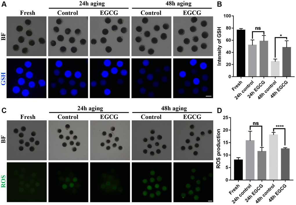 Epigallocatechin-3-gallate (EGCG) rescues aging-induced oxidative stress. (A) Representative images of glutathione (GSH) in the Fresh, 24 h control, 24 h EGCG, 48 h control, and 48 h EGCG oocytes. (B) Quantified intracellular levels of GSH by relative fluorescence intensity (RFI). *p C) Representative images of reactive oxygen species (ROS) in the Fresh, 24 h control, 24 h EGCG, 48 h control, and 48 h EGCG oocytes. (D) Quantified intracellular levels of ROS by RFI. Scale bars represent 100 μm. Values are presented as the mean ± standard error of the mean (SEM). ****p 