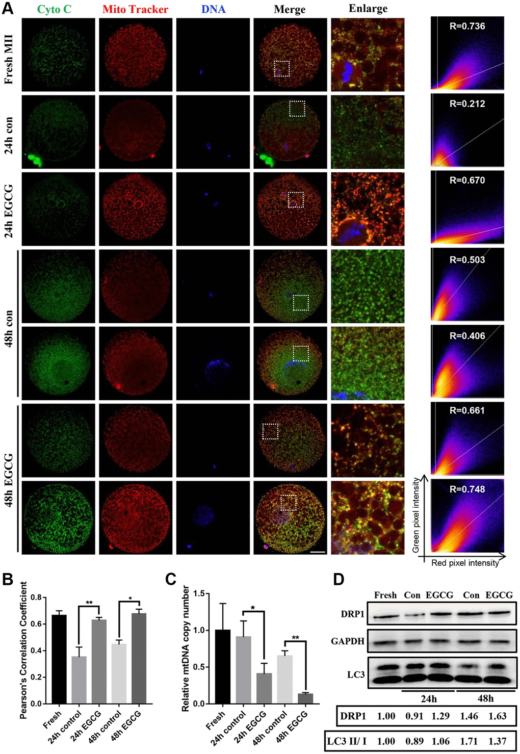 Epigallocatechin-3-gallate (EGCG) prevents cytochrome c release induced by aging. (A and B) Immunofluorescence images and Pearson’s correlation coefficient (r) show colocalization of cytochrome c and MitoTracker Red in the Fresh, 24 h control, 24 h EGCG, 48 h control, and 48 h EGCG oocytes. Scale bars represent 20 μm. (C) Relative mitochondrial DNA (mtDNA) copy number in the Fresh, 24 h control, 24 h EGCG, 48 h control, and 48 h EGCG oocytes. (D) Lysates from oocytes with/ without EGCG for 24 h and 48 h aging were analyzed by western blot for detection of the DRP1, LC3 and GAPDH. *p **p 