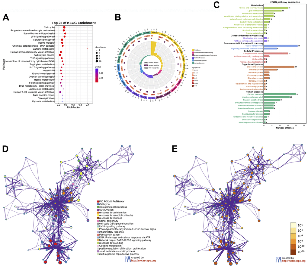 KEGG enrichment analysis of 66 potential therapeutic targets for EZW in HCC. (A) Top 25 KEGG pathways. (B) Secondary classification of the top 25 KEGG pathways. (C) Secondary classification of all KEGG pathways. (D) Network of enriched terms colored by cluster ID analyzed by the Metascape database, where nodes that share the same cluster ID are typically close to each other. (E) Network of enriched terms colored by P value, where terms containing more genes tend to have a more significant P value.