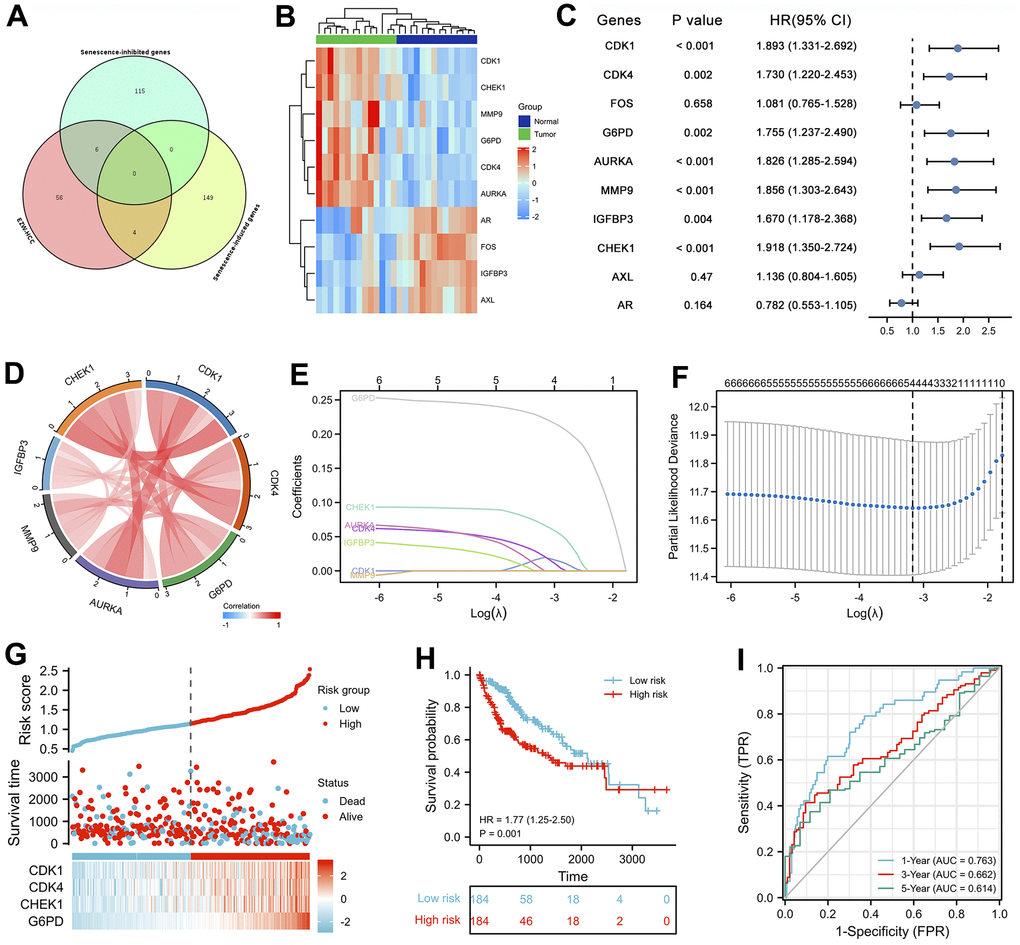 Prognostic analysis of cellular senescence-related genes and establishment of a prognostic model. (A) Venn diagram identified cellular senescence-related genes among 66 therapeutic targets. (B) Heatmap analysis of the expression patterns of 10 cellular senescence-related genes in 14 pairs of adjacent nontumor liver tissues and hepatocellular carcinoma tissues. (C) Forest plot of univariate Cox analysis of 10 cellular senescence-related genes. (D) Correlation network of 10 cellular senescence-related genes. (E) LASSO coefficient profiles of 10 cellular senescence-related genes. (F) Cross-validation for tuning parameter selection in LASSO regression. (G) The distribution of risk scores, gene expression levels, and survival status of LIHC patients in the training cohort. (H) Kaplan–Meier curves of the OS of all LIHC patients in the TCGA cohort based on the risk score. (I) Time-dependent ROC curve analysis of the prognostic model (1, 3, and 5 years).