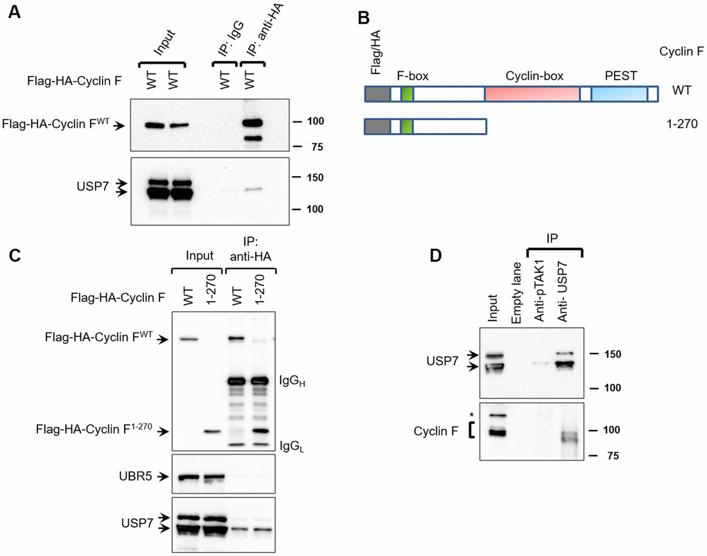 Cyclin F interacts with USP7. (A) HEK-293T cells transfected with Flag-HA-Cyclin F were lysed and immunoprecipitated with anti-HA antibody or non-specific mouse immunoglobulin (IgG) as loading control. Immunocomplexes were immunoblotted as indicated. (B) Schematic representation of cyclin F WT and cyclin F1-270 truncated mutant, highlighting the F-box, cyclin-box and PEST regions. (C) HEK-293T cells transfected with Flag-HA-Cyclin F WT or Flag-HA-Cyclin F1-270 were immunoprecipitated and immunoblotted as indicated. (D) Endogenous USP7 was immunoprecipitated from HEK-293T cell extracts, with anti-USP7 antibody or an unrelated, anti-p-TAK1 antibody as a loading control (denoted as control). Immunocomplexes were immunoblotted as indicated. Asterisk denotes non-specific band.