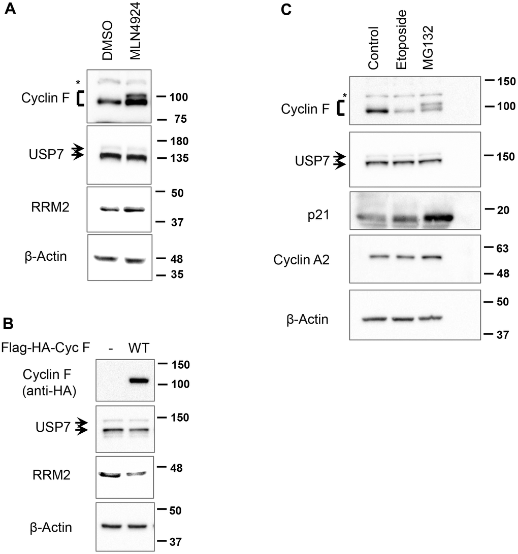 SCFCyclin F does not regulate USP7 protein levels. (A) HCT116 cells treated with either DMSO or MLN4924 (3 μM) for 5 h were lysed, and immunoblotted as indicated. β-Actin was the loading control. Asterisk denotes non-specific band. (B) HEK-293T cells were transfected with an empty vector or Flag-HA-Cyclin F for 48 h, lysed, and immunoblotted as indicated. (C) HeLa cells treated with DMSO, etoposide (10 μM) or MG132 (10 μM) for 4 h were lysed, and immunoblotted as indicated. Asterisk denotes non-specific band.