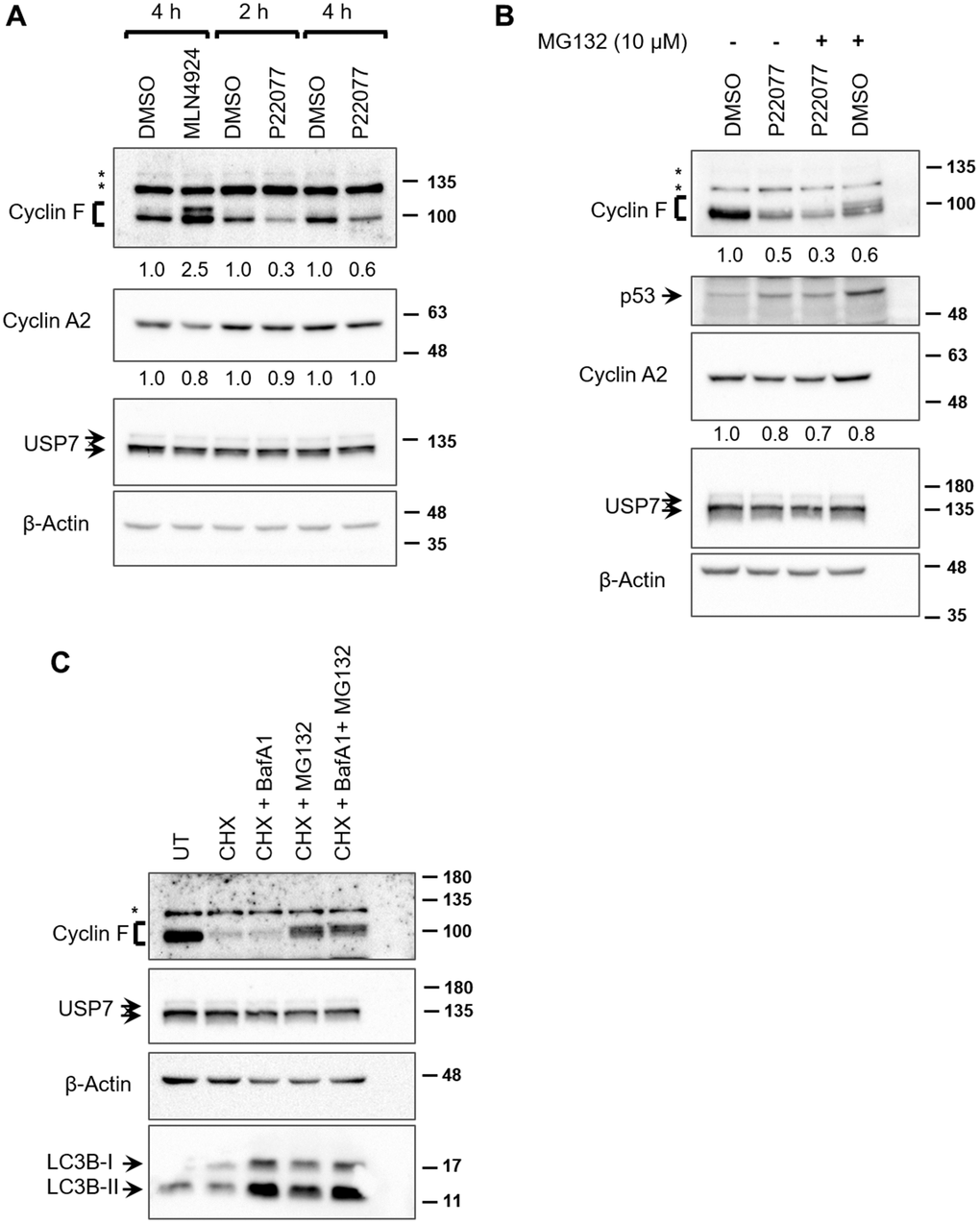 USP7 regulates cyclin F protein levels. (A) HeLa cells treated with DMSO, MLN4924 (10 μM), or P22077 (25 μM) for the indicated hours were lysed, and immunoblotted as indicated. β-Actin was the loading control. Asterisks denote non-specific bands. Fold changes were calculated with densitometric values for cyclin F and cyclin A2 blots using β-Actin as loading control. (B) HCT116 cells were treated with DMSO or P22077 (25 μM) for 5 h. Where indicated, cells were treated with MG132 (10 μM) for 4 h prior to harvest. Cells were then lysed and immunoblotted as indicated. Asterisks denote non-specific bands. Fold changes were calculated with densitometric values for cyclin F and cyclin A2 blots using β-Actin as loading control. (C) HCT116 cells were treated with DMSO or cycloheximide (CHX; 50 μg/mL) for 75 min. Where indicated, bafilomycin A1 (BafA1; 100 nM) and/or MG132 (12.5 μM) were added along with CHX. Cells were lysed, and immunoblotted as indicated. Asterisks denote non-specific bands.