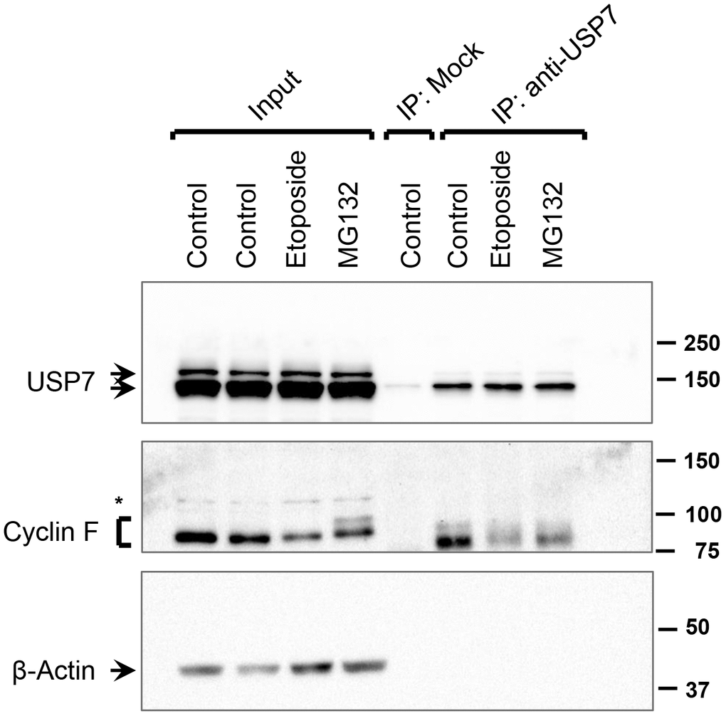 Interaction between USP7 and cyclin F under DNA-damaging condition. HeLa cells were treated with DMSO (control), etoposide (10 μM), or MG132 (10 μM) for 4 h. Endogenous USP7 was immunoprecipitated (IP) with anti-USP7 antibody or an unrelated, anti-p-TAK1 antibody (mock IP) as a loading control. Immunocomplexes were immunoblotted as indicated; β-actin was the loading control. Asterisk denotes non-specific band.
