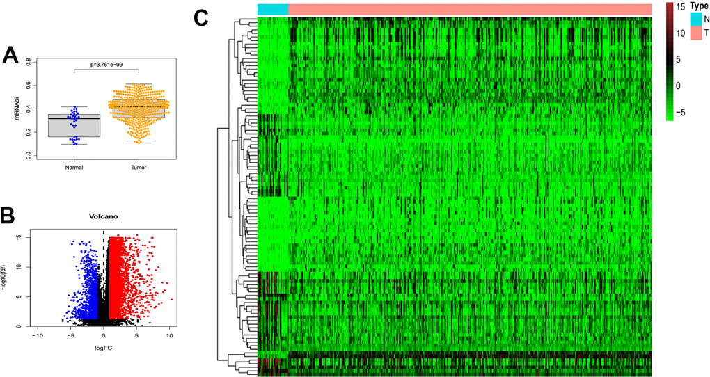 Differences in mRNAsi and sample gene expression. (A) Differences in mRNAsi between normal and tumor tissues in gastric cancer. (B) Volcano map of differentially expressed genes. Green dots represent genes that are down-regulated, red dots represent genes that are up-regulated, and black dots represent no significant change. (C) The top 50 differentially expressed genes in GC cancer disease presented as a gene expression heat map. P