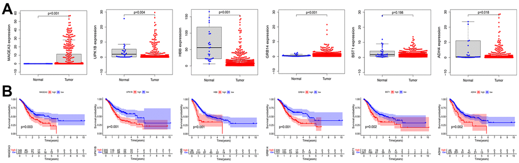 Expression and prognostic role of OS positive-related genes. (A) Analysis of expression differences of OS positive-related genes. (B) Kaplan-Meier analysis of OS positive-related genes. OS: overall survival.