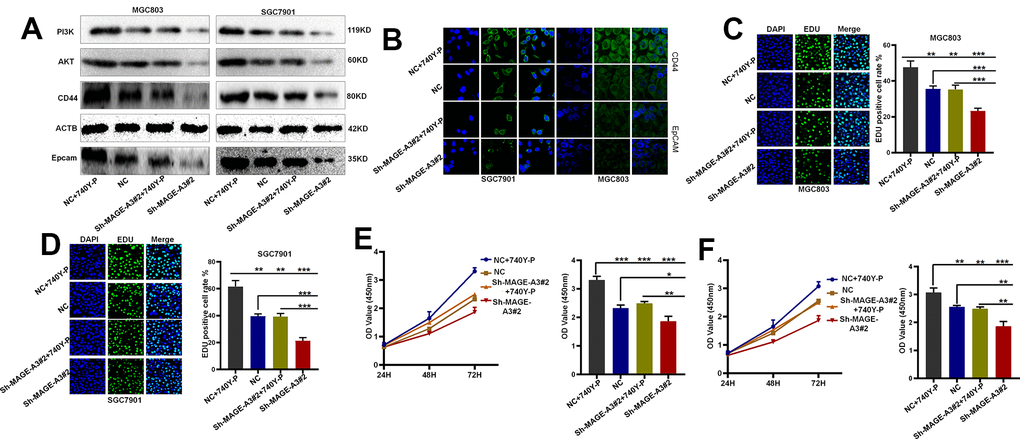 MAGE-A3 regulates tumour stemness and proliferation through the PI3K/AKT pathway. (A, B) Western blot and cellular immunofluorescence techniques were used to detect the expression of PI3K/AKT and tumour stem cell protein biomarkers under different grouping treatments. (C, D) EDU assays were used to detect the proliferation ability of cells under different grouping treatments. (E, F) CCK-8 assays were used to detect the proliferation ability of cells under different grouping treatments.