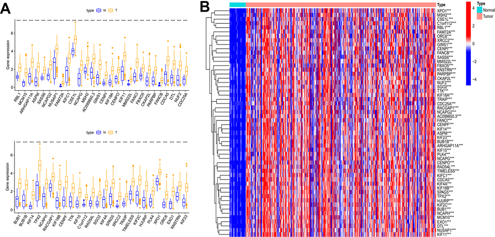 Differential expression analysis of key genes. (A) Box plot of the difference in expression of key genes between tumour and normal tissue. (B) Key genes differential expression heatmap.