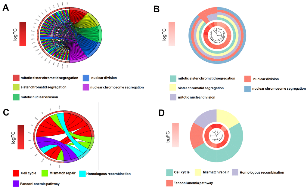 Key genes function enrichment analysis. (A, B) GO enrichment analysis of key genes. (C, D) KEGG enrichment analysis of key genes.