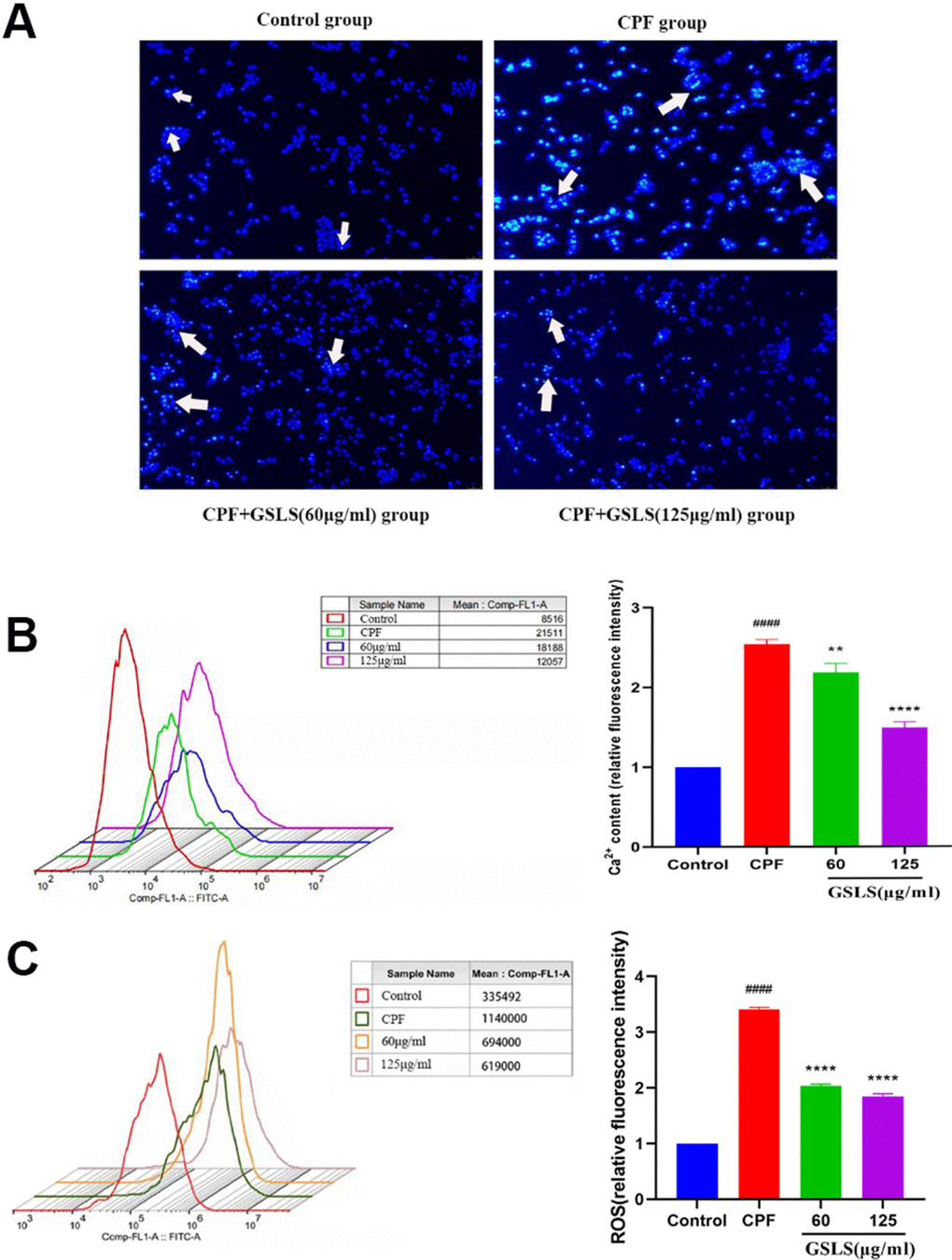 (A) Hoechst 33342 staining assessment. (B) Detection of intracellular Ca2+ concentration. (C) Detection of reactive oxygen species (ROS). #p ##p ###p ####p *p **p ***p ****p 