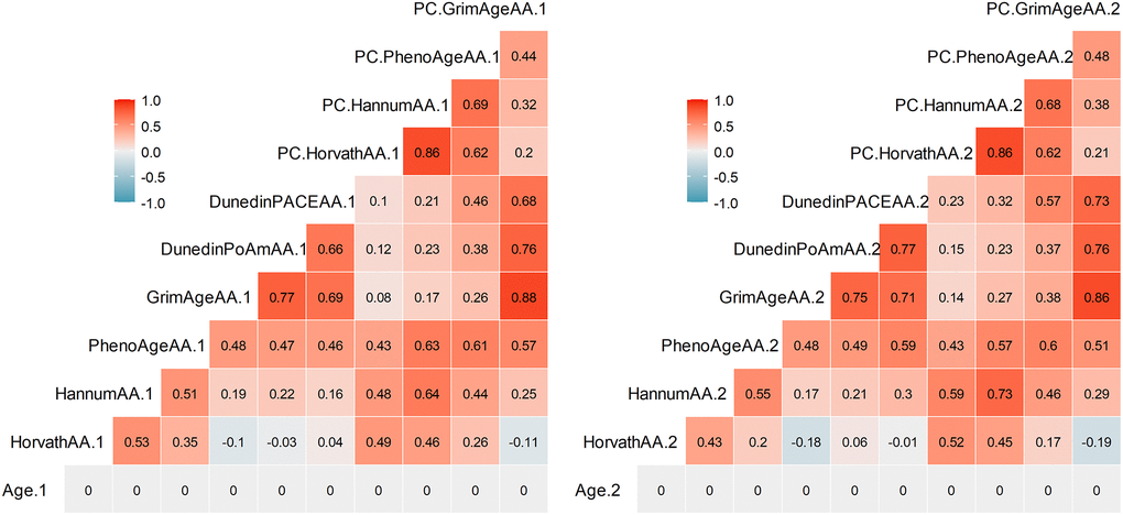 Pearson correlations among DNAm measures independent of chronological age (denoted Age Acceleration, AA) at Time 1 (left) and Time 2 (right). Correlations greater than r = .29 are statistically significant at p 