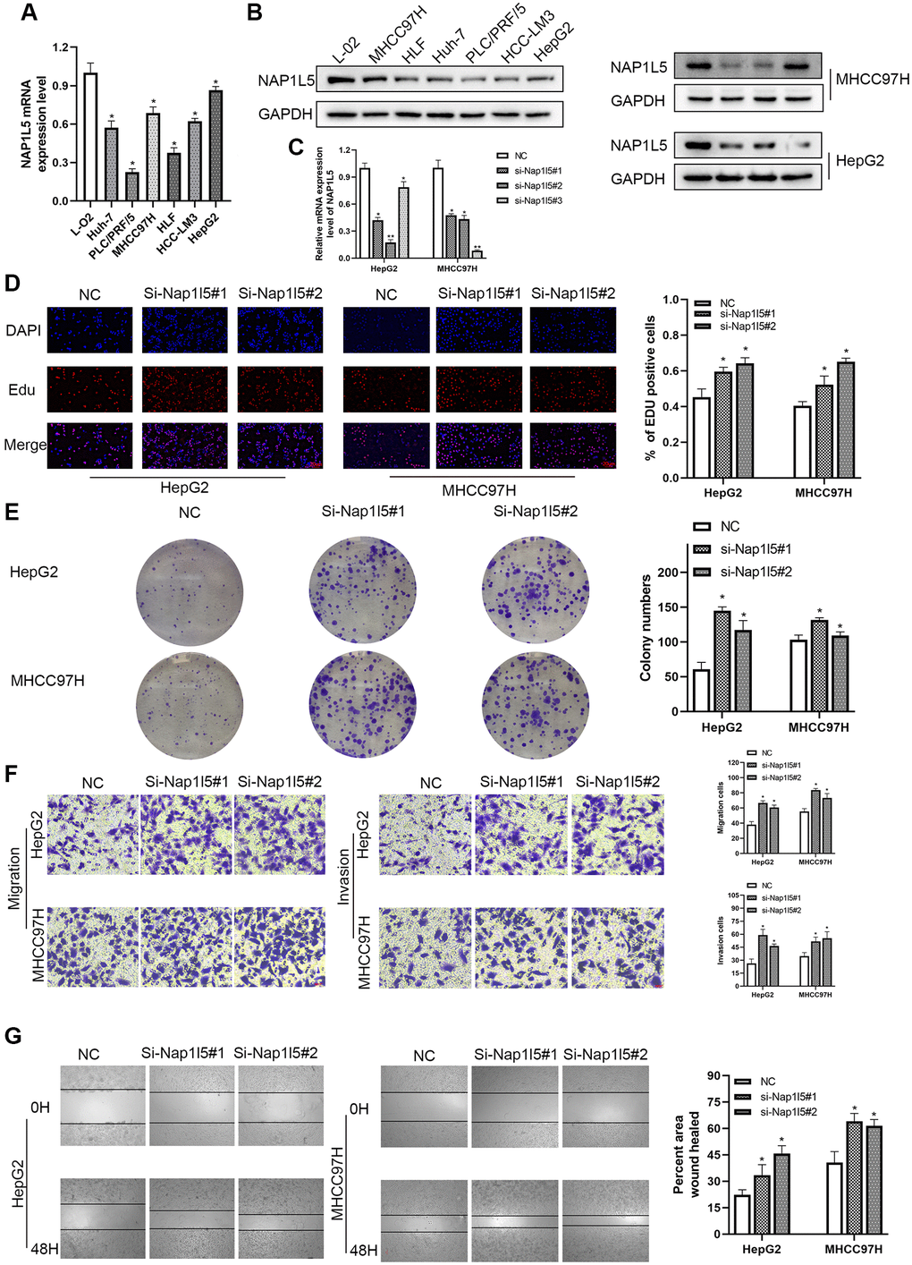 Downregulation of NAP1L5 can promote the proliferation, migration and invasion of hepatocellular carcinoma cells in vitro. (A) NAP1L5 mRNA expression in the LO2 and hepatoma cell lines. (B) The expression of NAP1L5 protein in the LO2 and hepatoma cell lines. (C) Validation of siRNaA transfection efficiency. (D) The effect of the downregulation of NAP1L5 on the proliferation of HepG2 and MHCC97H cells was detected by EdU staining. (E) A colony formation assay was used to detect the effect of NAP1L5 downregulation on the proliferation of HepG2 and MHCC97H cells. (F) Transwell assays were used to detect the effect of NAP1L5 downregulation on the migration and invasion of HepG2 and MHCC97H cells. (G) The effect of the downregulation of NAP1L5 on the migration of HepG2 and MHCC97H cells was detected by a wound healing migration assay. *p **p ***p 