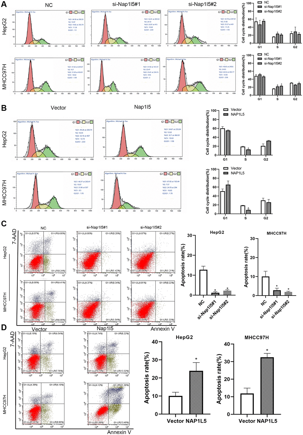 NAP1L5 induces cell cycle S phase cell reduction and promotes apoptosis in vitro. (A) The effect of NAP1L5 downregulation on the cell cycle distribution of HepG2 and MHCC97H cells. (B) The effect of NAP1L5 overexpression on the cell cycle distribution of HepG2 and MHCC97H cells. (C) The effect of the downregulation of NAP1L5 on the apoptosis of HepG2 and MHCC97H cells. (D) The effect of NAP1L5 overexpression on HepG2 and MHCC97H cell apoptosis. *p **p ***p 