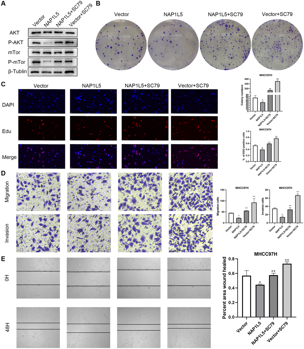 NAP1L5 inhibits the progression of hepatocellular carcinoma by regulating PI3K/AKT/MTOR. (A) The expression of p-AKT and p-mTOR in MHCC97H-Vector cells and MHCC97H-NAP1L5 cells treated with SC79 (100 ng/mL) and the two types of cells without SC79 treatment was detected by Western blotting. (B) A colony formation assay was used to detect the effect of SC79 (100 ng/mL) on the proliferation of MHCC97H-Vector and MHCC97H-NAP1L5 cells. (C) EdU staining was used to detect the effect of SC79 (100 ng/mL) on the proliferation of MHCC97H-Vector and MHCC97H-NAP1L5 cells. (D) The effect of SC79 (100 ng/mL) on the migration and invasion of MHCC97H-Vector and MHCC97H-NAP1L5 cells was detected by a Transwell assay. (E) The effect of SC79 (100 ng/mL) on the migration of MHCC97H-Vector and MHCC97H-NAP1L5 cells was detected by a wound healing migration assay. *p **p ***p 