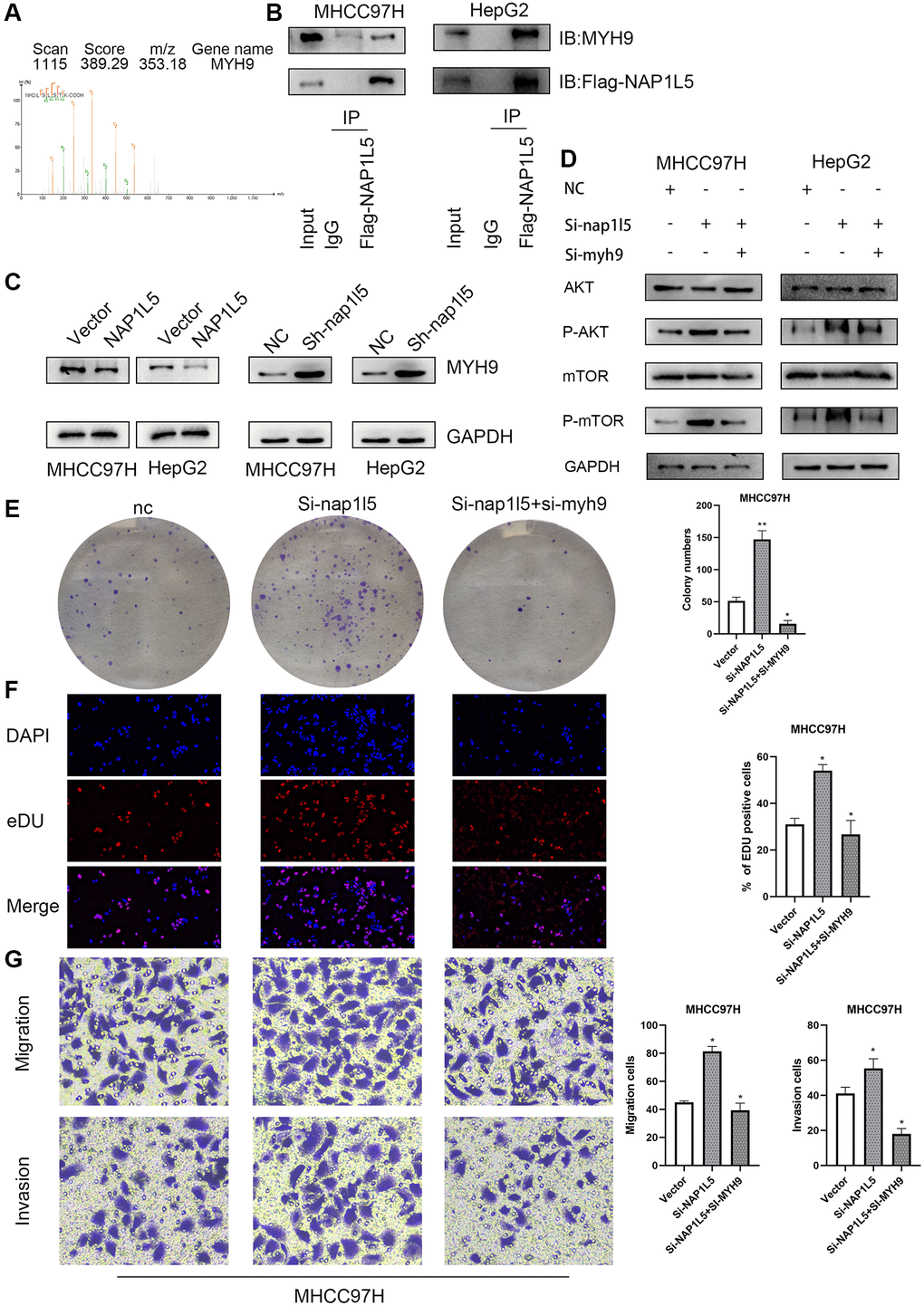 Effects of NAP1L5 binding to MYH9 on downstream signaling pathways and cell function in hepatocellular carcinoma. (A) The possible interacting proteins were analyzed by mass spectrometry. Trypsin digestion fragments were detected by mass spectrometry, and B and Y represent N-terminal and C-terminal collision-induced dissociation fragment ions. (B) Co-IP confirmed the combination of NAP1L5 and MYH9. (C) Western blotting showed that the expression of NAP1L5 protein was negatively correlated with that of MYH9 protein. (D) Both NAP1L5 and MYH9 were downregulated in the MHCC97H cell line. Western blotting showed that the phosphorylation levels of AKT and mTOR were lower than those in the NAP1L5-downregulated cell line. (E) A colony formation assay verified the change in the proliferation ability of MHCC97H cells with simultaneous downregulation of NAP1L5 and MYH9. (F) EdU staining verified the change in the proliferation ability of MHCC97H cells with simultaneous downregulation of NAP1L5 and MYH9. (G) A Transwell assay verified the change in the migration and invasion ability of MHCC97H cells with simultaneous downregulation of NAP1L5 and MYH9. *p **p ***p 