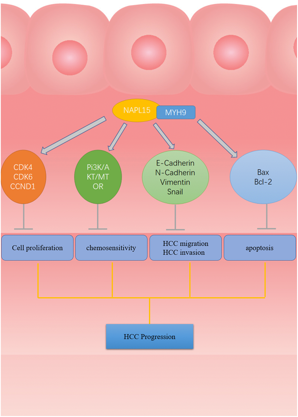 The flow chart of NAP1L5 targeting combined with MYH9 Inhibit HCC progression. NAP1L5 targets and binds MYH9 to regulate cycle, apoptosis, EMT-related protein expression and PI3K/AKT/mTOR signal pathway activity, thus inhibiting the progression of hepatocellular carcinoma.